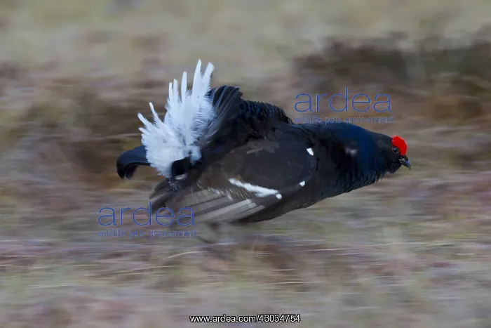 : Black Grouse - running male at spring - Sweden : Black Grouse - running male at spring - Sweden