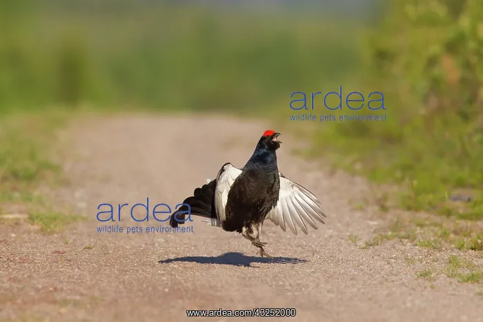 : Black Grouse street Black Grouse cock displaying in spr : Black Grouse street Black Grouse cock displaying in spr
