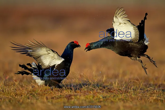 : Black grouse (Tetrao tetrix), cocks displaying in : Black grouse (Tetrao tetrix), cocks displaying in