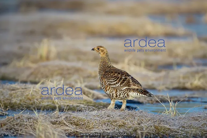 : Black Grouse (Tetrao tetrix) female on display-ground : Black Grouse (Tetrao tetrix) female on display-ground