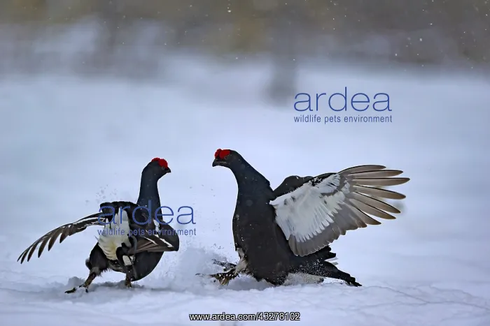 : Black Grouses (Tetrao tetrix) interaction, Swed : Black Grouses (Tetrao tetrix) interaction, Swed