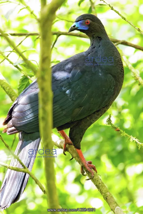  : Black Guan