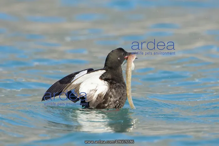: Black Guillemot 13 : Black Guillemot 13