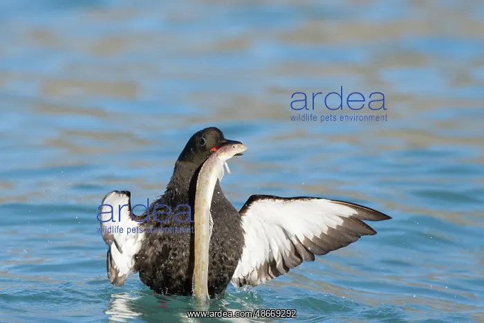 : Black Guillemot 17 : Black Guillemot 17