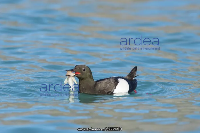 : Black Guillemot 18 : Black Guillemot 18