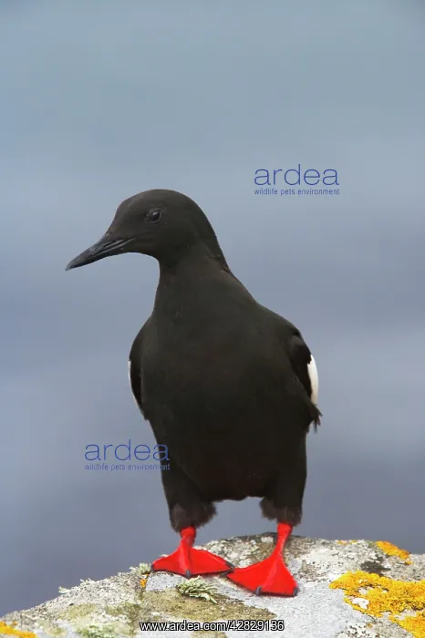 : Black Guillemot : Black Guillemot
