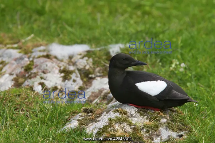 : Black Guillemot : Black Guillemot
