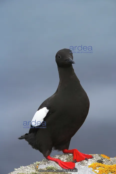 : Black Guillemot : Black Guillemot