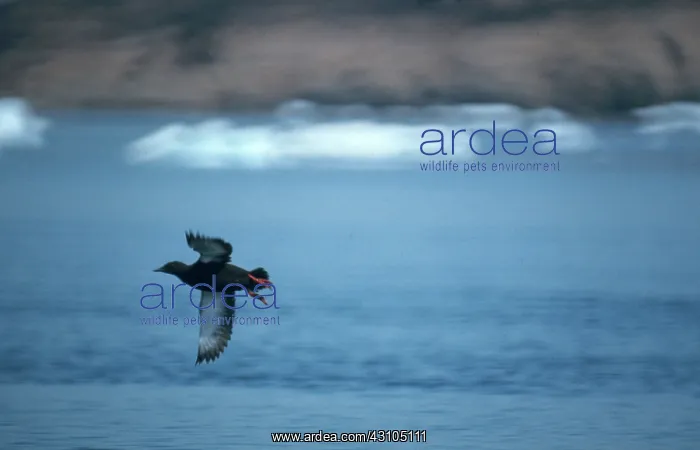 : Black Guillemot : Black Guillemot