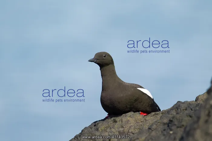 : Black Guillemot : Black Guillemot