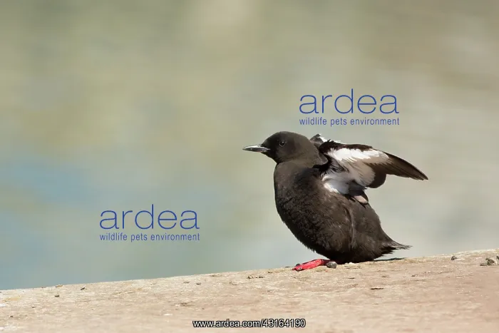 : Black Guillemot : Black Guillemot