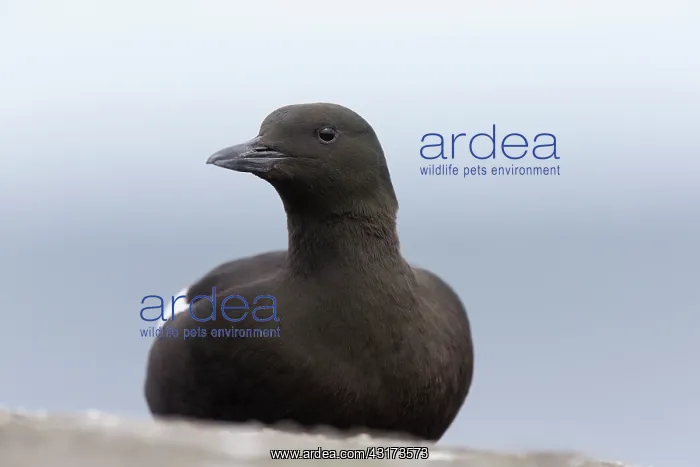 : Black Guillemot : Black Guillemot