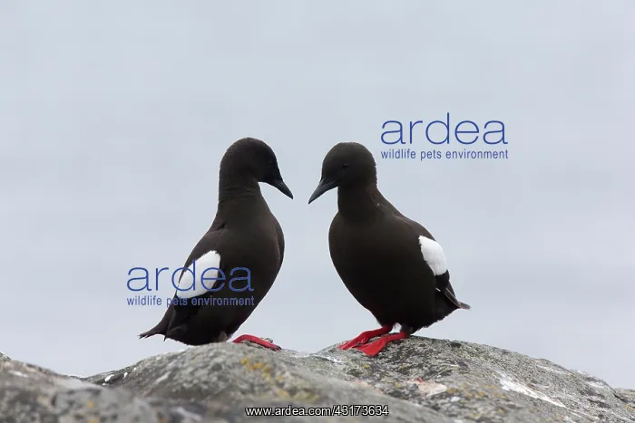 : Black Guillemot : Black Guillemot