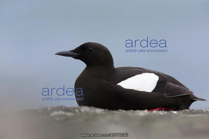 : Black Guillemot : Black Guillemot