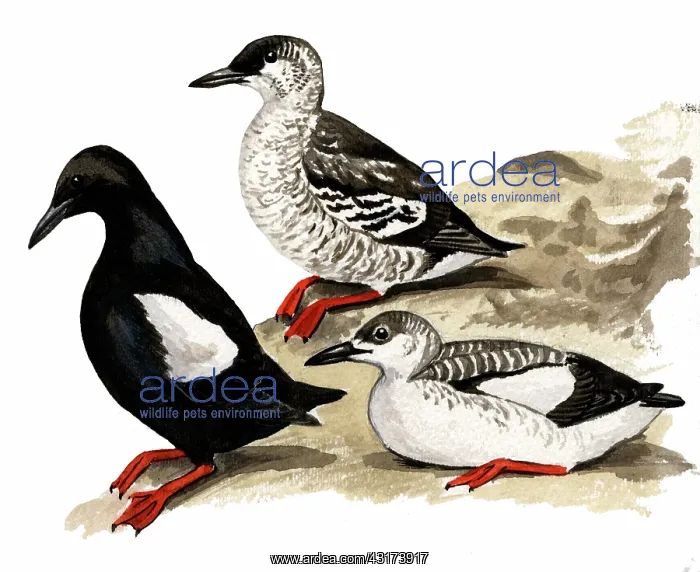 : Black Guillemot : Black Guillemot