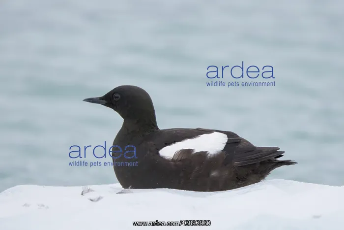: Black Guillemot : Black Guillemot