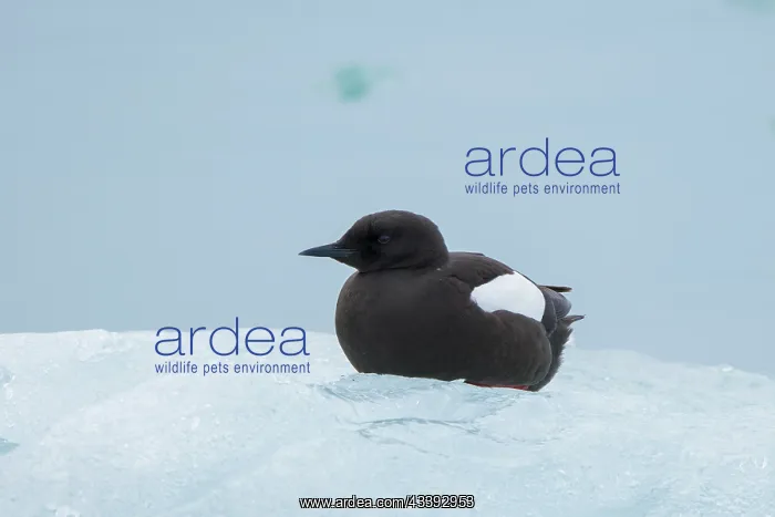 : Black Guillemot : Black Guillemot