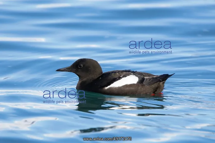 : Black Guillemot : Black Guillemot