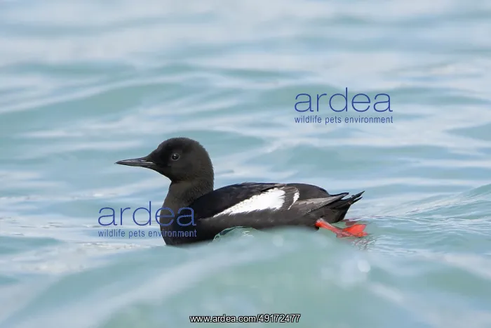 : Black Guillemot : Black Guillemot