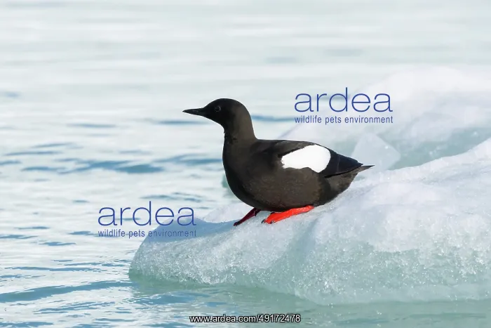 : Black Guillemot : Black Guillemot