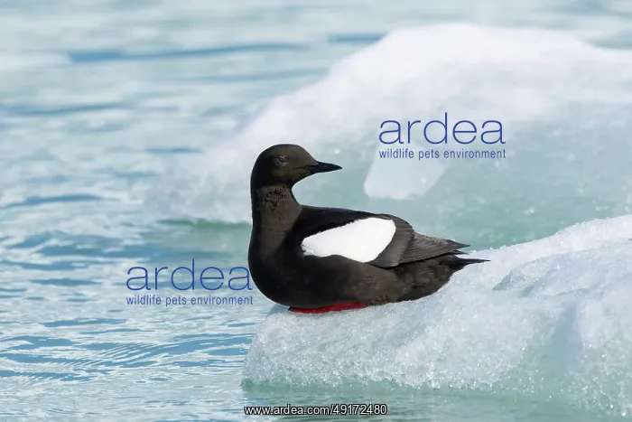 : Black Guillemot : Black Guillemot