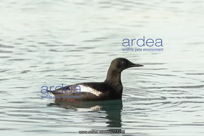 : Black Guillemot : Black Guillemot