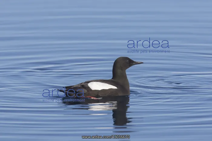 : Black Guillemot - adult bird in breeding plumage : Black Guillemot - adult bird in breeding plumage