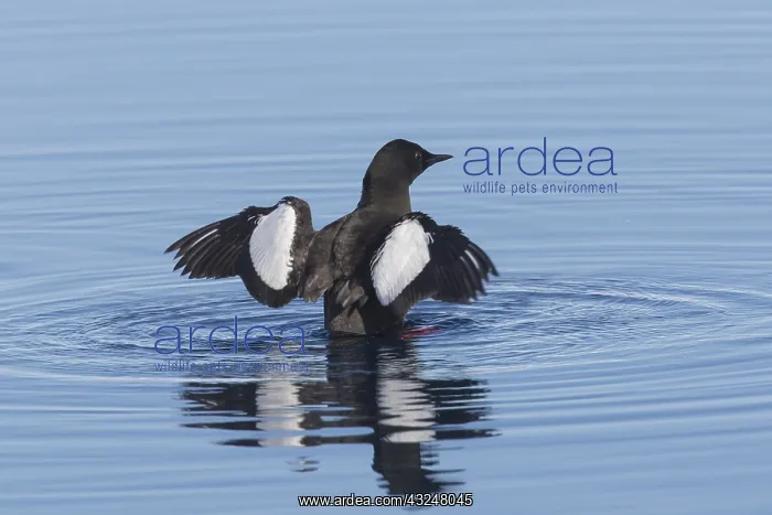 : Black Guillemot - adult bird in breeding plumage : Black Guillemot - adult bird in breeding plumage