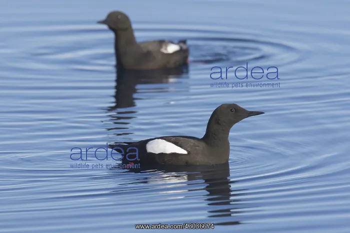 : Black Guillemot - adult birds - Svalbard, Norway : Black Guillemot - adult birds - Svalbard, Norway