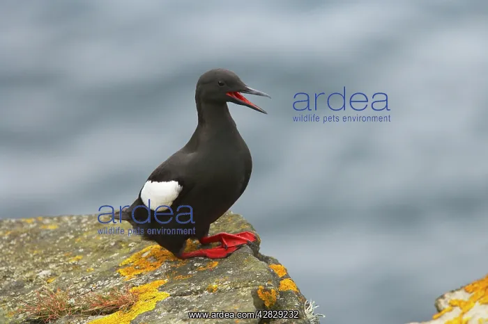 : Black Guillemot - calling : Black Guillemot - calling