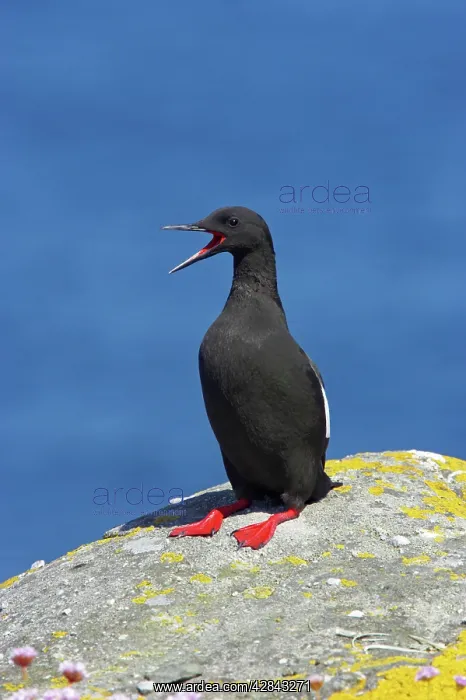 : Black Guillemot - calling : Black Guillemot - calling