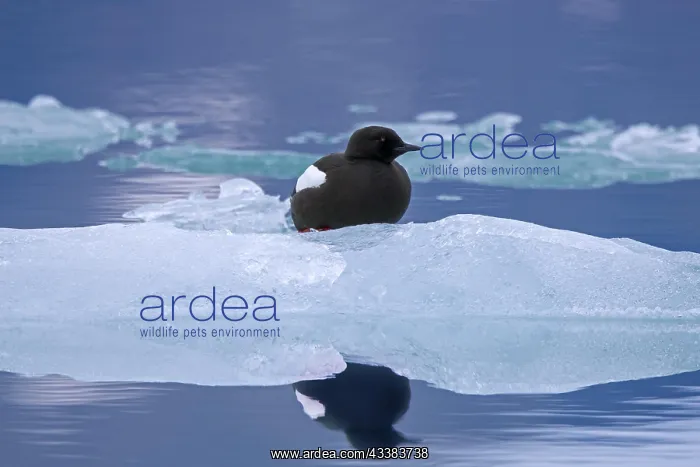 : Black guillemot (Cepphus grylle), tystie resting on ice floe : Black guillemot (Cepphus grylle), tystie resting on ice floe