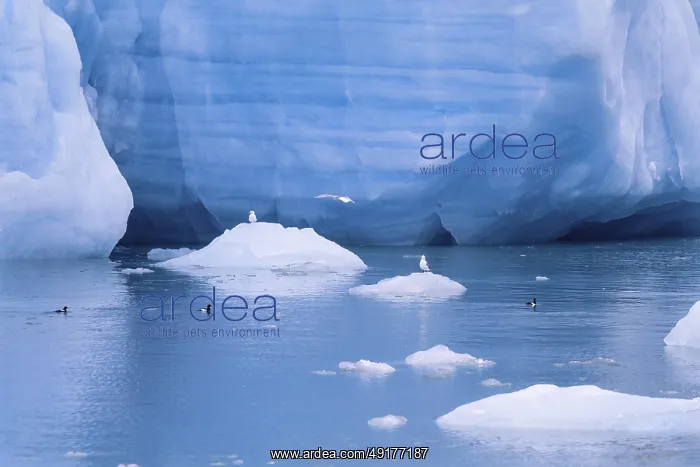  : Black guillemot (Cepphus grylle) birds swimming in the cold sea water by a glacier with ice floes