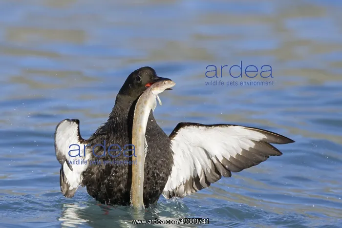 : Black guillemot (Cepphus grylle) swimming in the Arctic Ocea : Black guillemot (Cepphus grylle) swimming in the Arctic Ocea