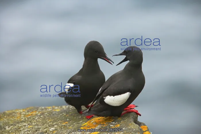 : Black Guillemot - courting pair : Black Guillemot - courting pair