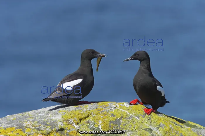 : Black Guillemot - courting pair with fish : Black Guillemot - courting pair with fish