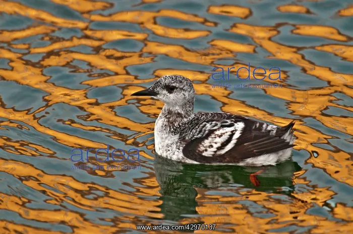 : Black Guillemot - first winter bird - swimming : Black Guillemot - first winter bird - swimming