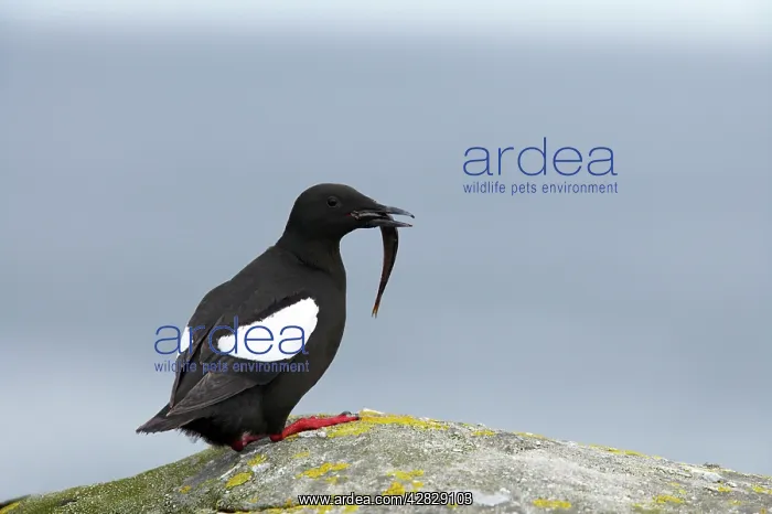 : Black Guillemot - with fish : Black Guillemot - with fish