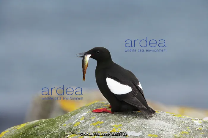 : Black Guillemot - with fish : Black Guillemot - with fish