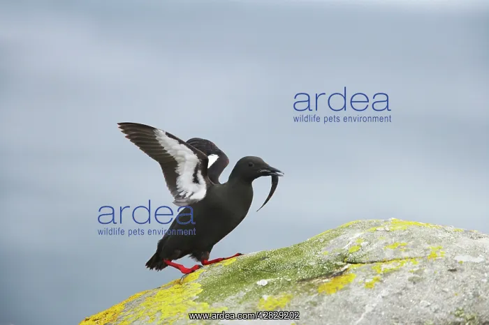 : Black Guillemot - with fish : Black Guillemot - with fish