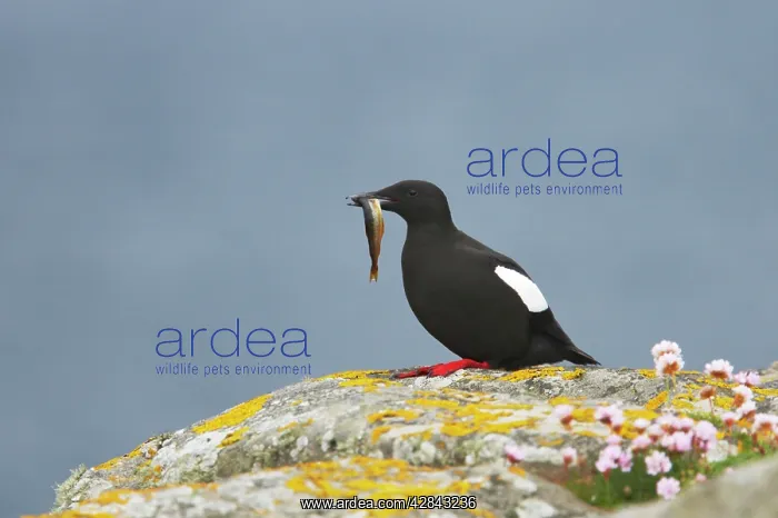 : Black Guillemot - with fish : Black Guillemot - with fish