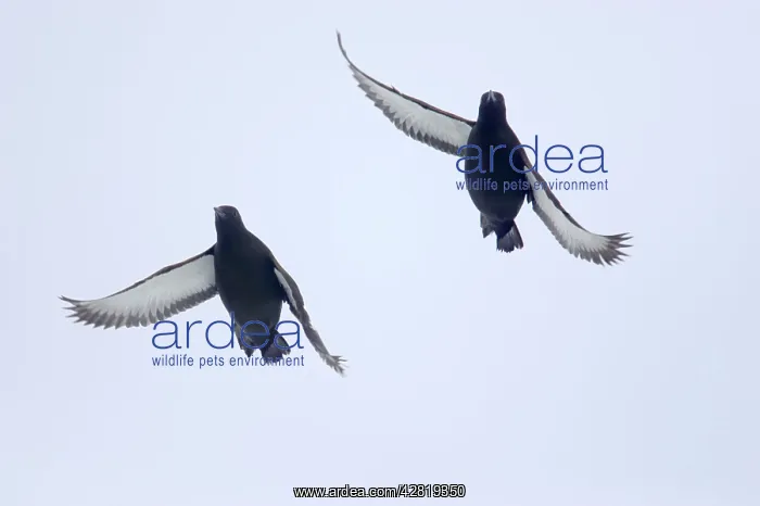  : Black Guillemot - In flight