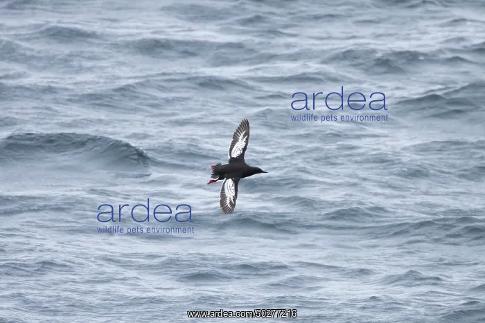 : Black Guillemot flight : Black Guillemot flight