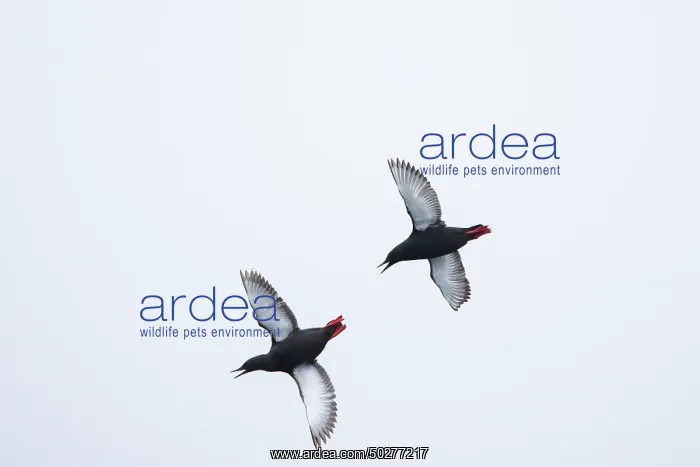 : Black Guillemot flight : Black Guillemot flight