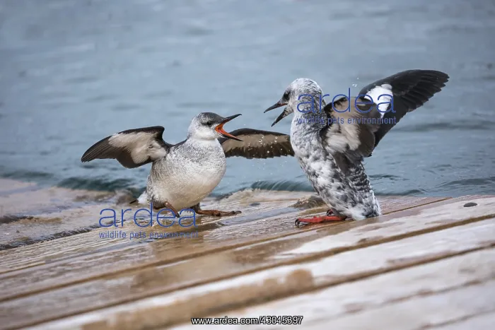  : Black Guillemot - Juvenile and Adult - Winter Plumage