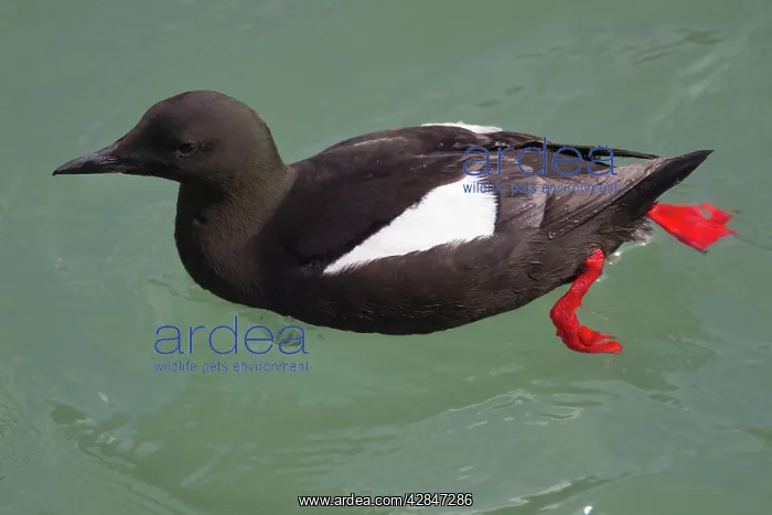 : Black Guillemot - near Stranraer : Black Guillemot - near Stranraer