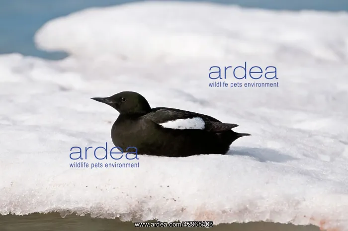 : Black Guillemot - profile - sitting on ice flow : Black Guillemot - profile - sitting on ice flow