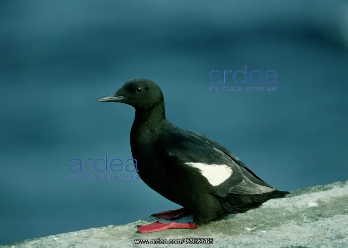: Black Guillemot - On rock : Black Guillemot - On rock