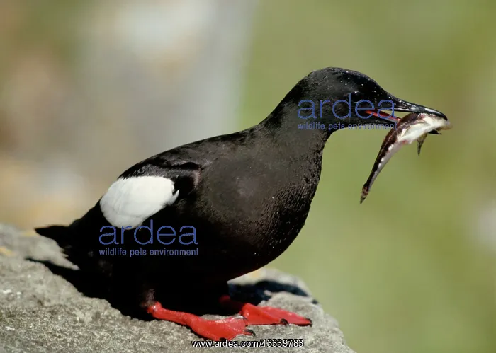 : Black Guillemot - On rock with fish in mouth : Black Guillemot - On rock with fish in mouth