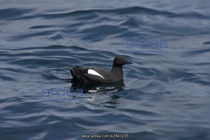 : Black Guillemot - on sea : Black Guillemot - on sea